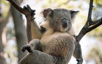 В Австралии на фото попала "сексуальная" коала
