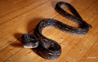 Змея пролетела в обуви туристки 15 000 км