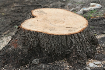 В Мелитополе власть решила установить заоблачные цены за вырубку деревьев