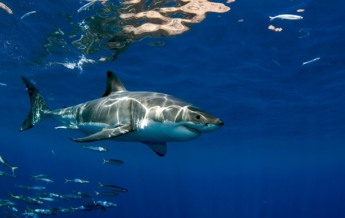 Ученые выяснили, где людей чаще атакуют акулы