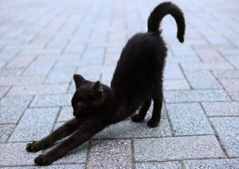 Пьяный житель Запорожской области жестоко убил черную кошку