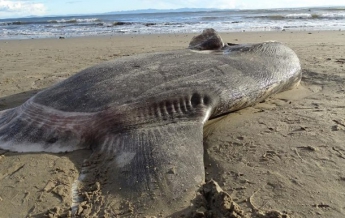 В США на пляж выбросило странную гигантскую рыбу (фото)
