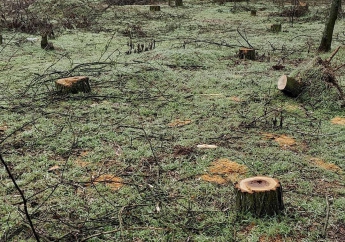 Мелитопольский лесопарк практически уничтожен браконьерами (фото)