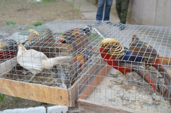 В Мелитополе прошла выставка-ярмарка птиц и других животных (видео)