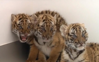 В зоопарке Китая родились шесть тигрят (видео)