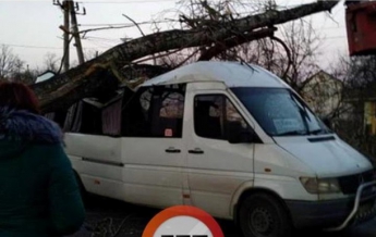 Под Киевом дерево упало на маршрутку с пассажирами