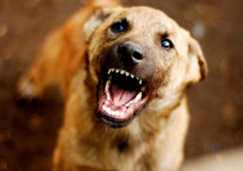 В Мелитополе бездомные собаки напали на дворника – люди готовы взяться за оружие