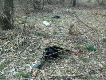 Под Акимовкой обнаружили сотни мертвых птиц (фото)