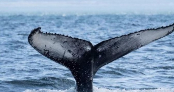 Из-за столкновения катера с китом пострадали почти 90 человек
