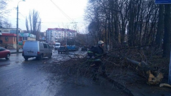 В Виннице на 12-летнюю девочку упало дерево, ребенка не удалось спасти