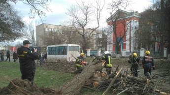 В Николаеве дерево расплющило маршрутку: пострадали дети (фото)