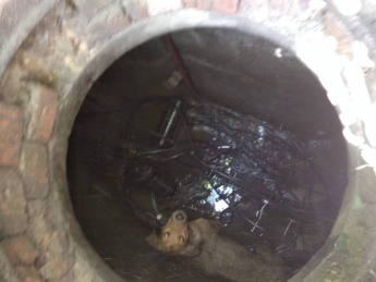 В Запорожье собака упала в глубокий люк (Фото, Видео)