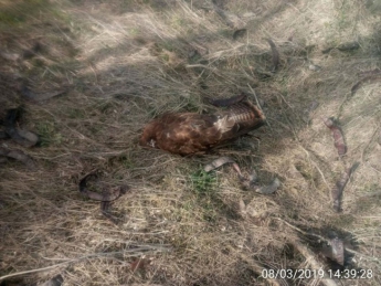 Возле Кирилловки массово гибнут птицы и животные. Начато расследование (фото)