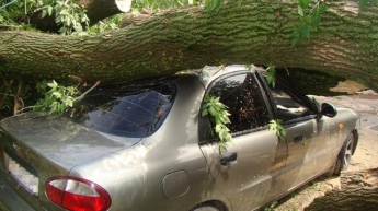 В Киеве после непогоды проверят на устойчивость деревья