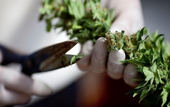 Рада рассмотрит петицию о легализации марихуаны