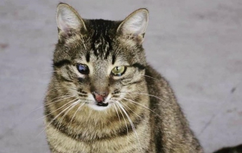 В Чернигове кот Терминатор стал известным блогером (фото, видео)