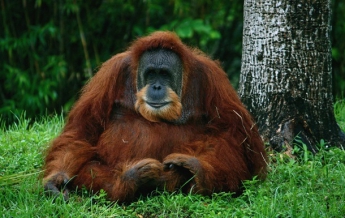 В Индонезии самка орангутана выжила после 74 пулевых ранений