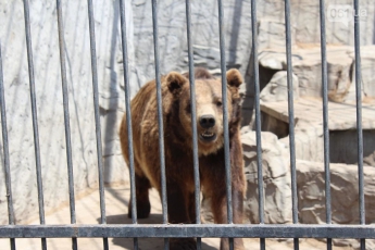 В Васильевском зоопарке сняли забавное видео с медведем