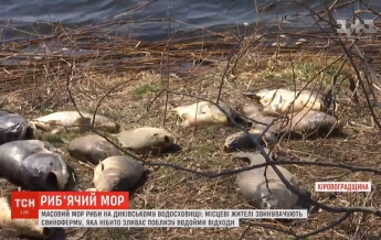 В Кировоградской области из-за свиней массово гибнет рыба - СМИ (видео)
