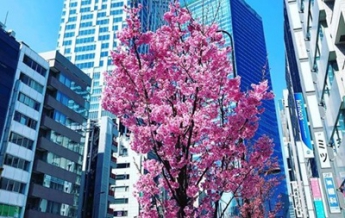 В Японии началось цветение сакуры (фото)