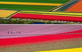 В Нидерландах зацвели миллионы тюльпанов (видео)