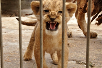 В Васильевском зоопарке запретили фотографироваться с тигрятами и львятами