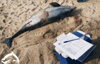 В Крыму начали массово гибнуть дельфины (Фото)