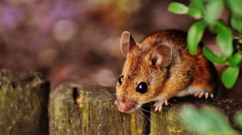Хозяйственная мышь регулярно убирает в гараже владельца (видео)