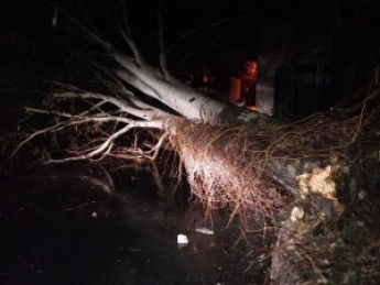В Запорожье ураганный ветер валил деревья, билборды и металлоконструкцию с крыши завода (Фото, видео)