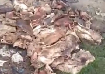 На окраине Мелитополе выбросили сотни шкур убитых животных (видео)