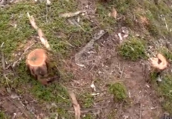 Под Алтагирем массово спилили деревья (видео)