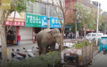 В Китае слон устроил переполох в поселке (видео)