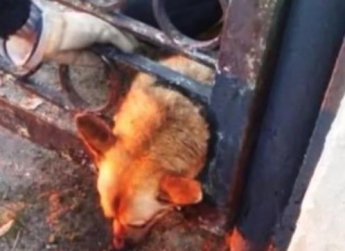 В Павлограде спасатели достали собаку из ограды (видео)