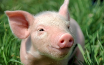 Блогер поедал голову свиньи на фестивале веганов
