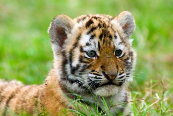 В Васильевском зоопарке в коробке с новорожденными котятами обитает тигрёнок (Видео)