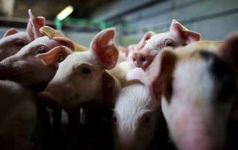 В Бельгии фермер включает свиньям рок (видео)