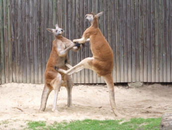 В бердянском зоопарке засняли дерущихся кенгуру (Видео)