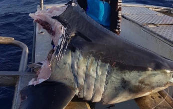 Австралийский рыбак выловил гигантскую голову мертвой акулы (фото)