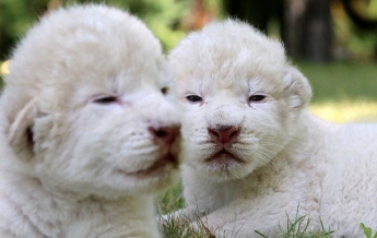 В крымском парке родились редкие белые львята (фото)