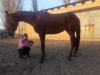 "Он гниет заживо…": в Запорожье горе-хозяева потребовали у волонтеров выкуп за измученного коня (фото)