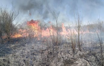 Под Ужгородом горело 35 гектаров леса (фото)
