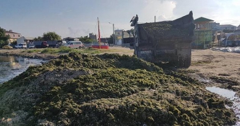 В Бердянске снова берега заполонили водоросли (фото)