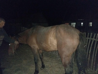 В Запорожской области спасали коня, провалившегося в колодец (фото)