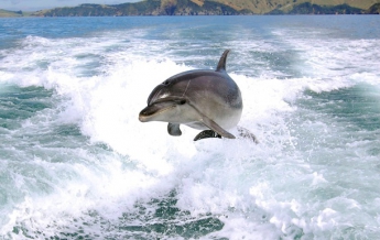 Ученые предсказали полное вымирание дельфинов
