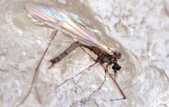 В Арктике нашли новые виды морозостойких комаров