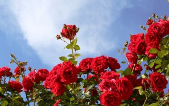 Вырывала розы с корнем: в Запорожской области разыскивают воровку (ВИДЕО)