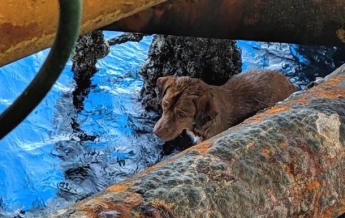 В Таиланде спасли собаку в 220 км от берега (видео)