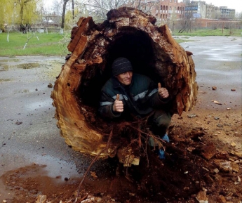 В Запорожской области снесли огромный тополь, внутри которого поместился человек (Фото)