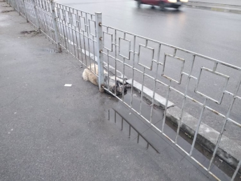 У центрі Запоріжжя декілька днів біля дороги лежить труп собаки (ФОТО)
