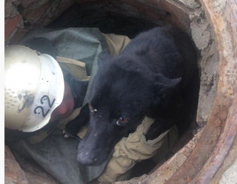 В Запорожской области пес провалился в колодец